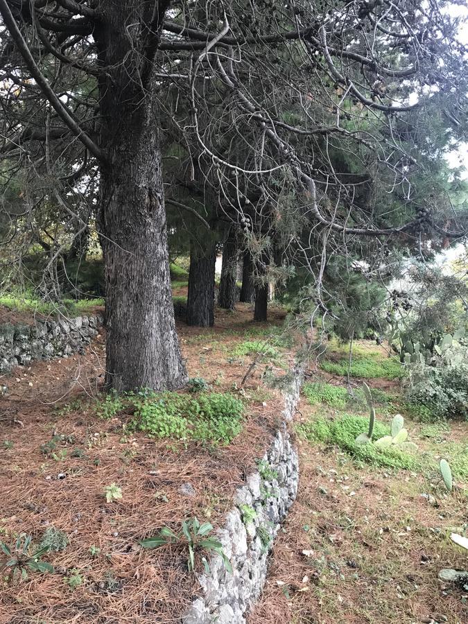Casa Vacanze Etna Piedimonte Etneo Dış mekan fotoğraf